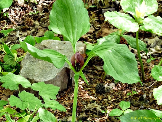 {Trillium recurvatum}